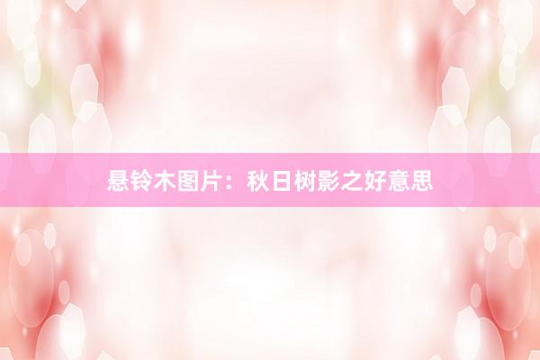 悬铃木图片：秋日树影之好意思